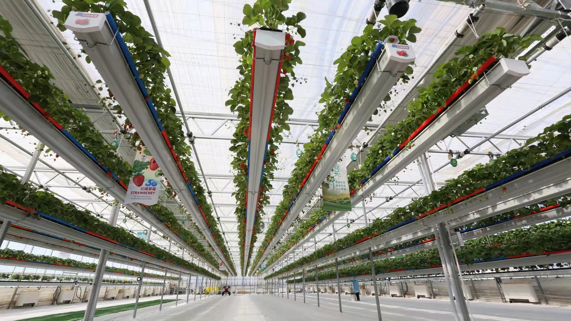 新京报快讯(记者 陈琳)一排排种植草莓的廊架,可以自动升降,将空间腾