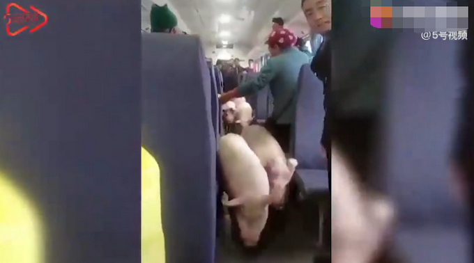 四川一火车上有猪羊成群穿行,画面太心爱,网友评论亮了