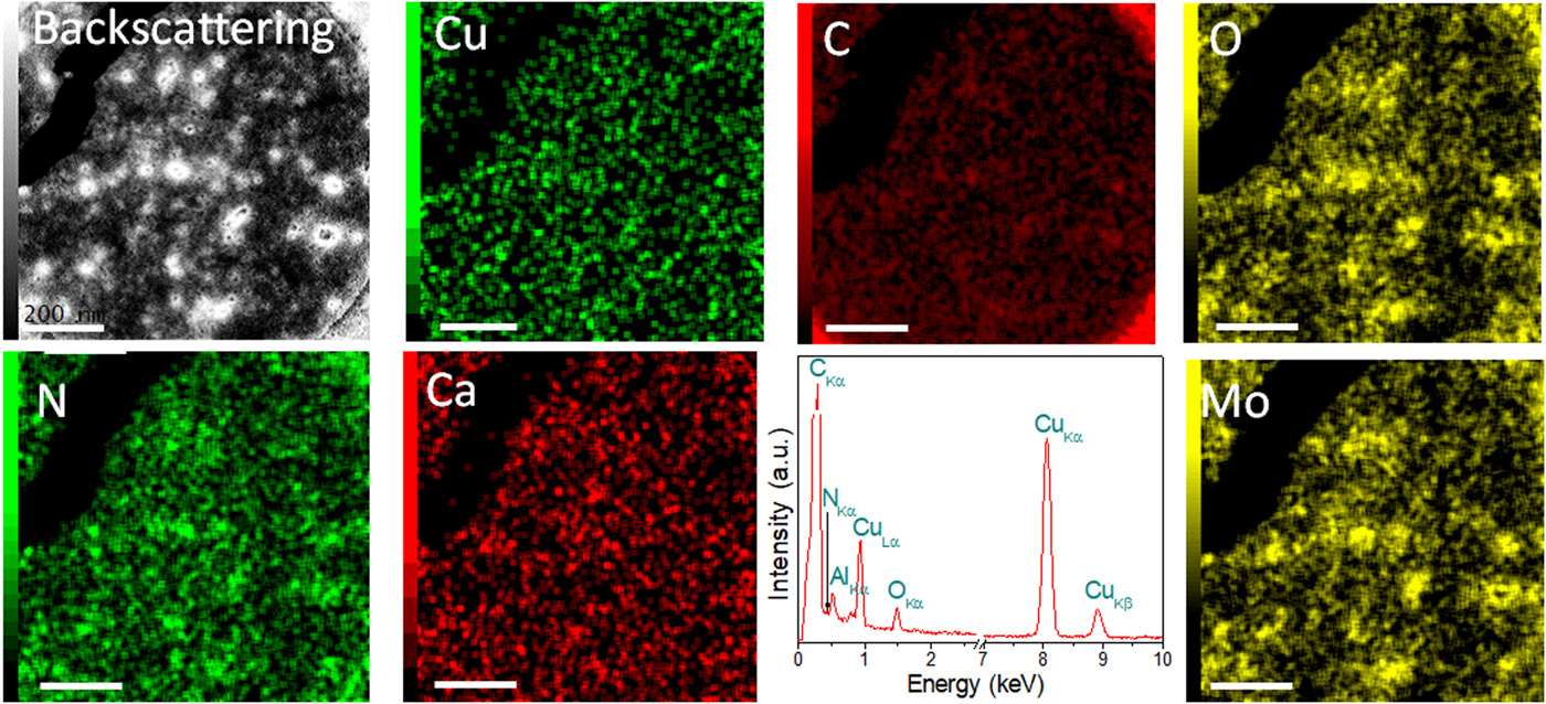 "采礦"細菌將有毒的銅離子變成有用的金屬
