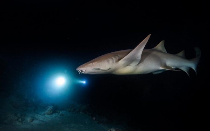研究发现鲨鱼会利用地球的磁场导航
