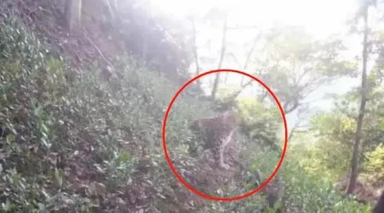 杭州外逃的第三只金钱豹仍未寻获究竟是怎么一回事 图 格鲁竞技网址