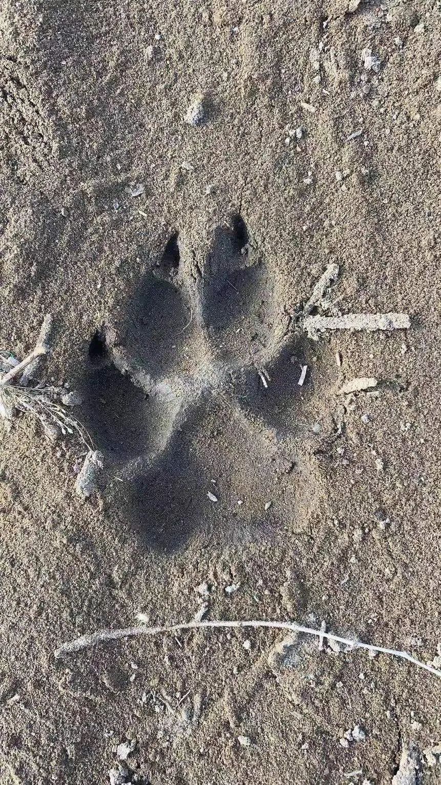 齊齊哈爾疑似發現多只野狼，警方回應