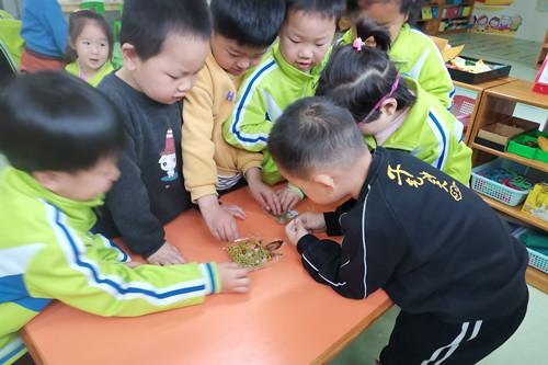 正阳路小学附设幼儿园怎么样?开展种豆芽活动(图1)