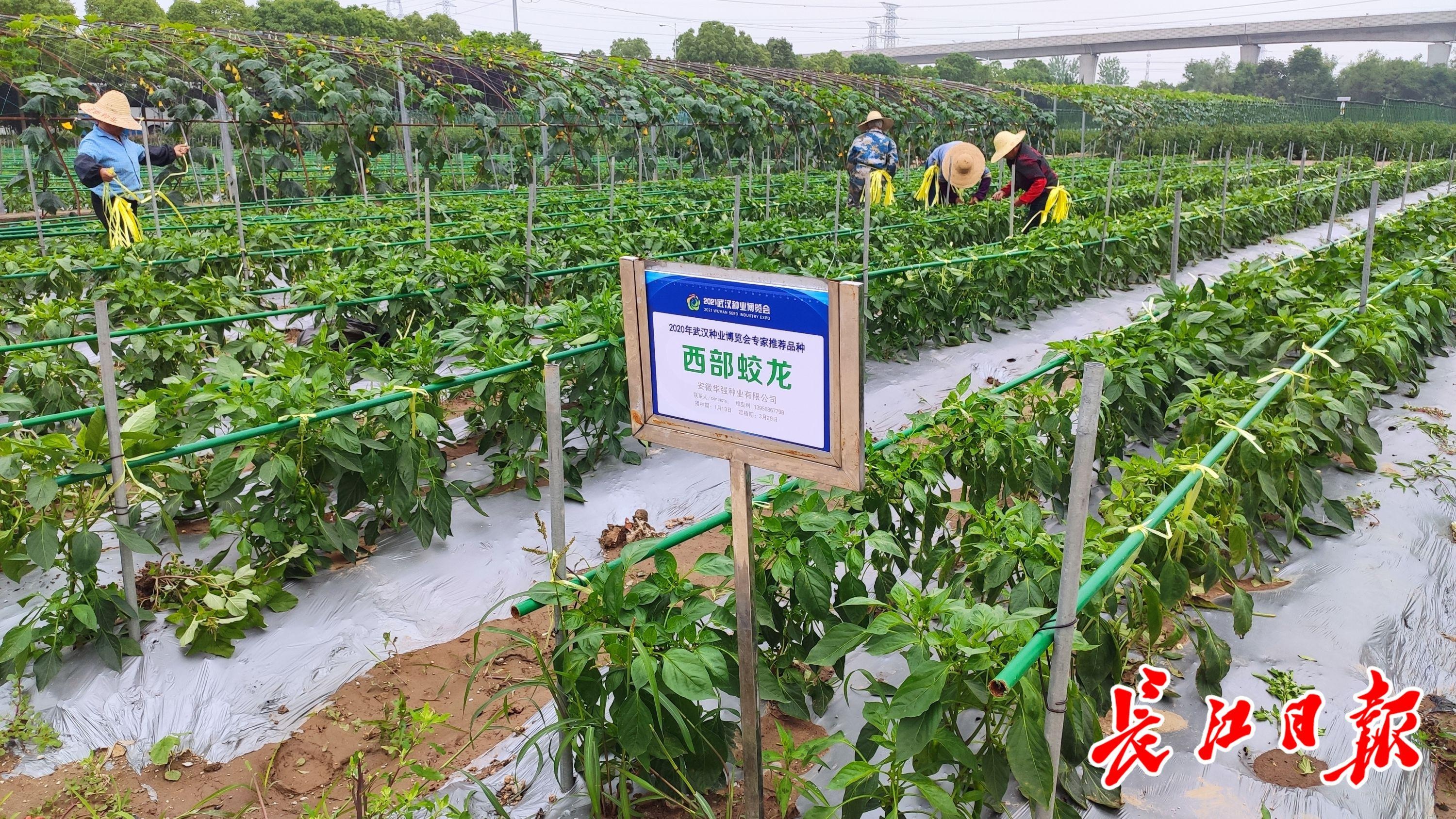 栽培蔬菜不用泥土、楼房阳台种黄瓜，农业“黑科技”将亮相这个博览会