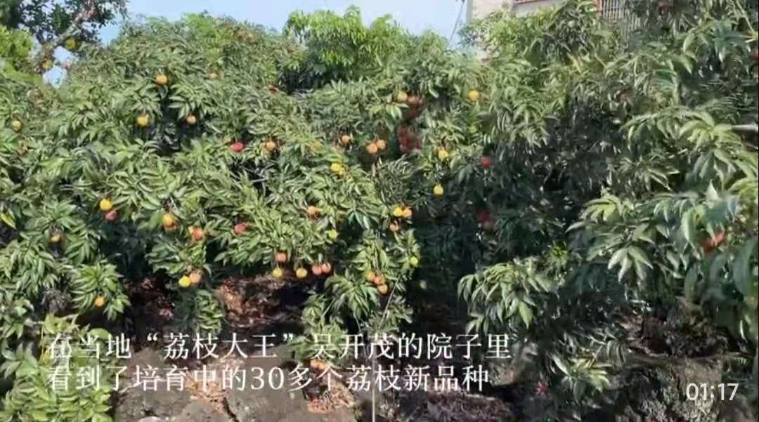 海口农户36年种出辣椒味荔枝！还有鸡腿肉味的，网友：不知道杨贵妃敢不敢吃