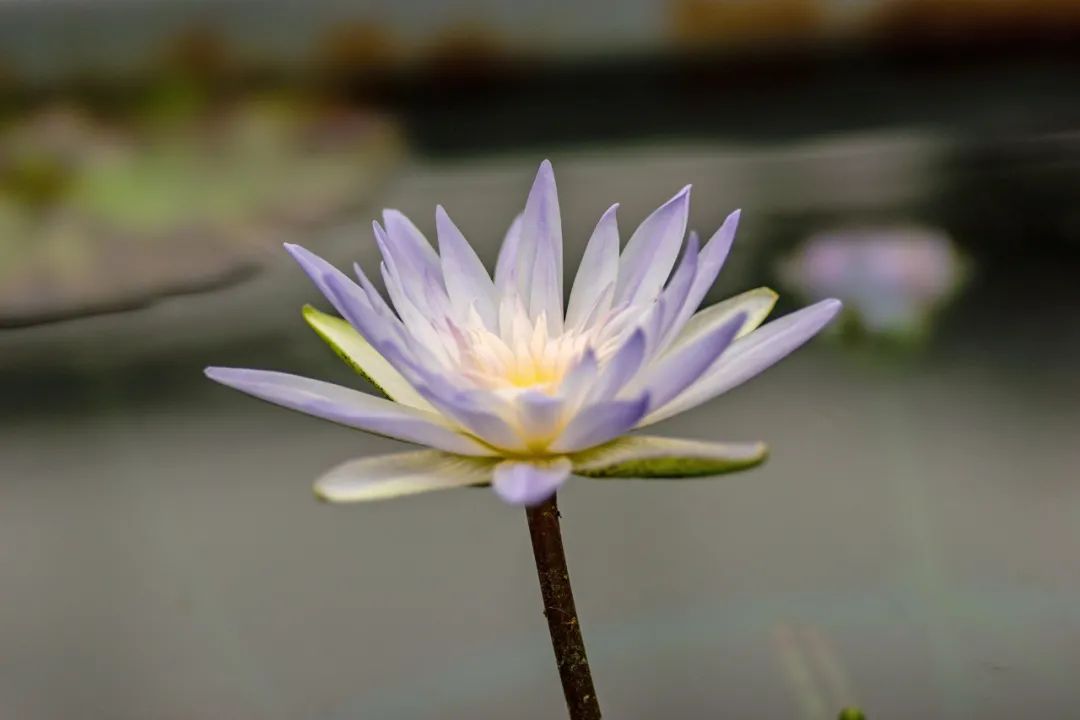 一睹為快 花博會上的這些水生植物 來自辰山植物園 上海松江 Mdeditor