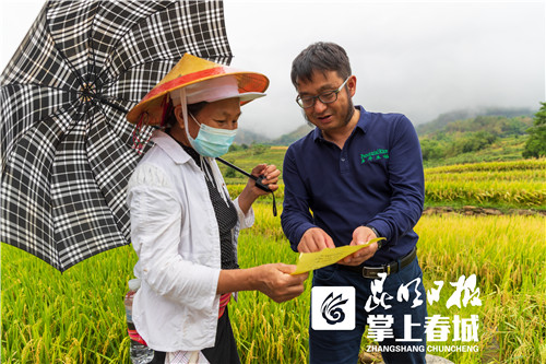 像种韭菜一样种水稻！云南累计种植多年生稻面积超10多万亩