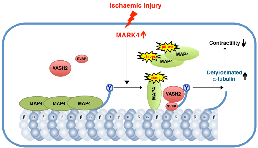 《自然》：心肌梗死研究获重大突破！剑桥和华科学者发现，敲除MARK4可将心梗小鼠的心脏泵血能力提升57%丨科学大发现