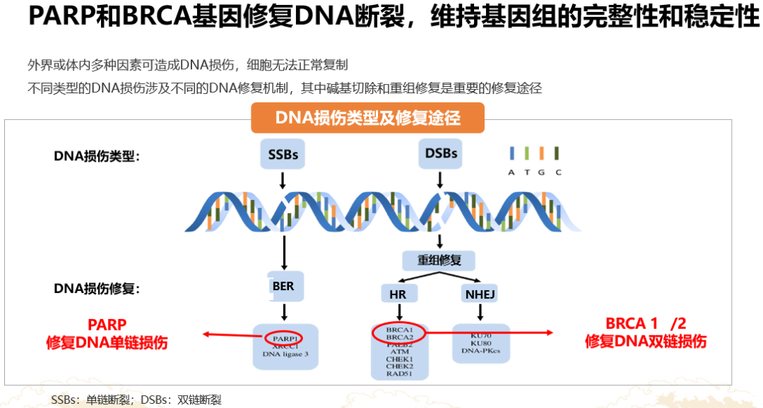 帕米帕利开启乳腺癌精准治疗新选择