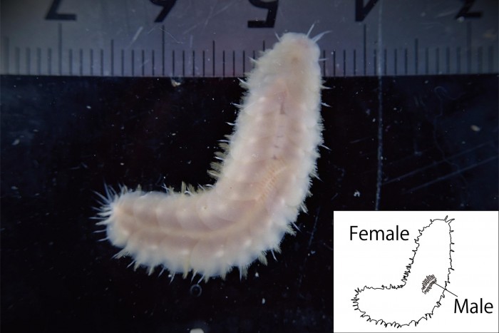 新的海洋鳞虫物种首次提供雄性侏儒症的进化证据