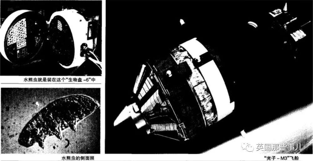 这种号称"地表生命力最强"的生物，结果还是被科学家用炮轰死！人干事？