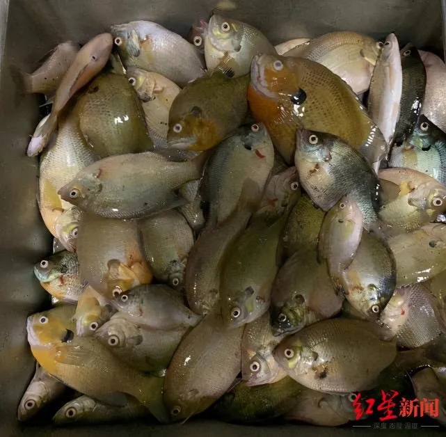 高價魚入侵我國 吃貨 能吃就不怕氾濫 中國水產頻道 Mdeditor