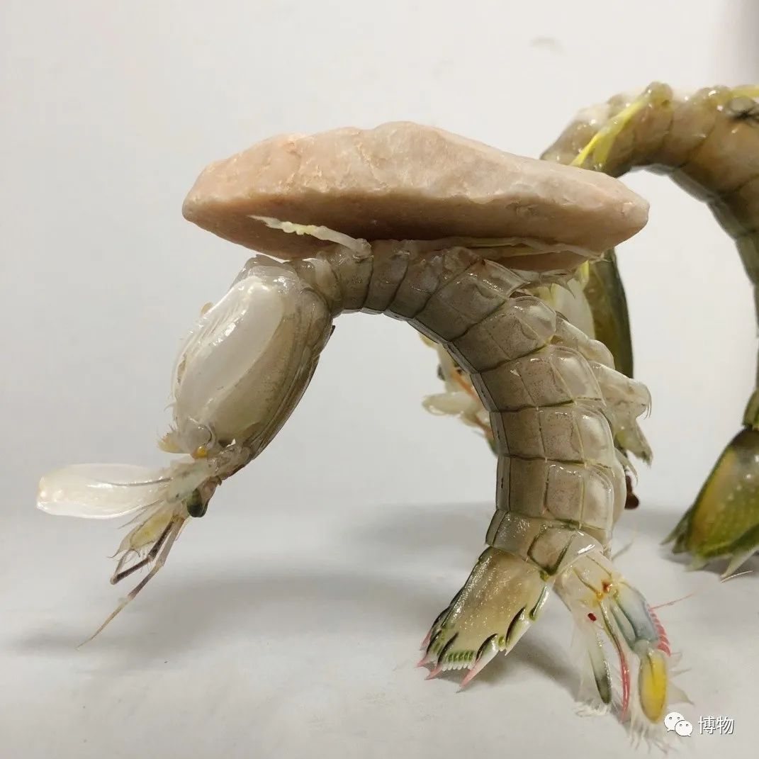 皮皮虾不仅可以椒盐,还可以胸口碎大石