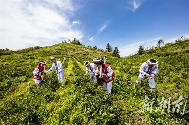 一“葉”致富——“桑植白茶”地標助力鄉(xiāng)村振興紀實