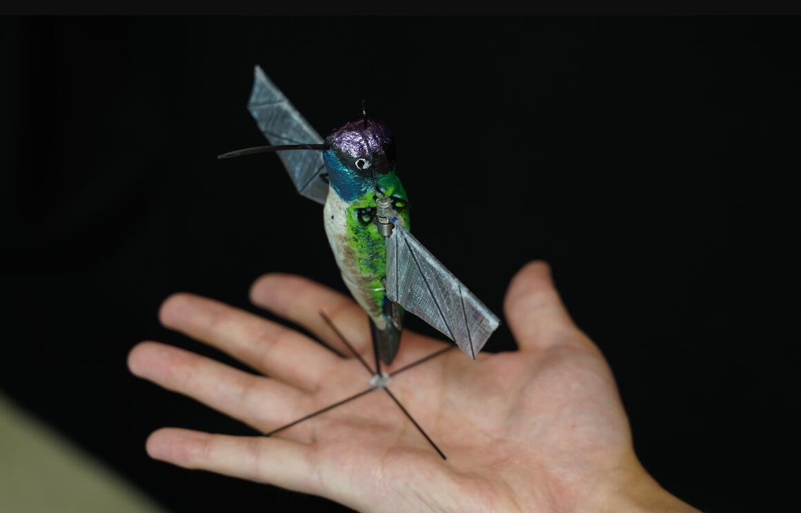 美媒：美军正研发仿生微型飞行器，“你看鸟的时候鸟也在看你”