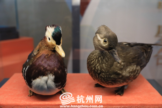“福禄寿喜·美好生活——中国吉祥文化特展”开幕 近300件具有吉祥寓意的展品亮相浙江自然博物院