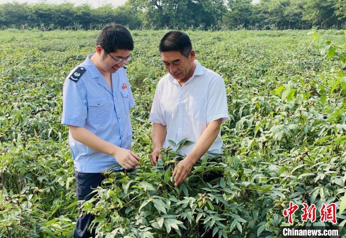 南京新農(nóng)業(yè)園主巧用稅收利好：牡丹花變身致富“黃金花”