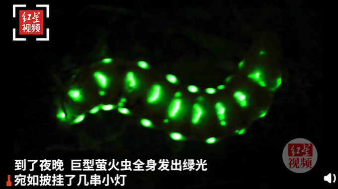 5厘米巨型萤火虫现身四川，晚上挂着30多个“小灯”出来蹓