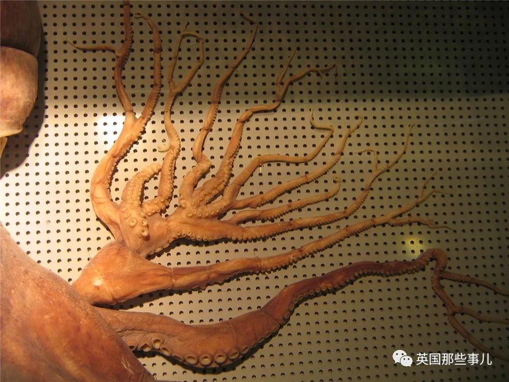 韩国渔民捕获32条腿"异形章鱼"，日本：我们有96条腿的