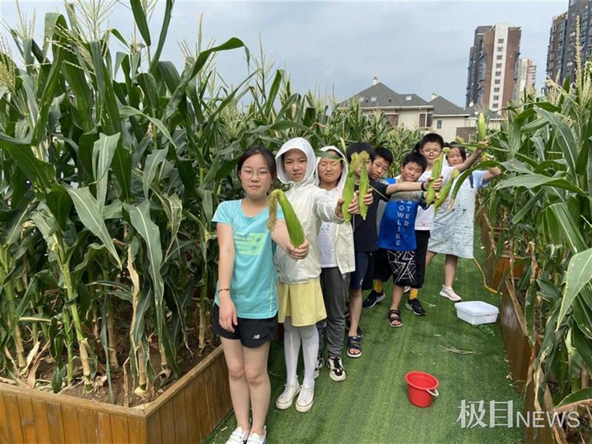 武珞路实验小学怎么样?采摘自己种的玉米(图4)