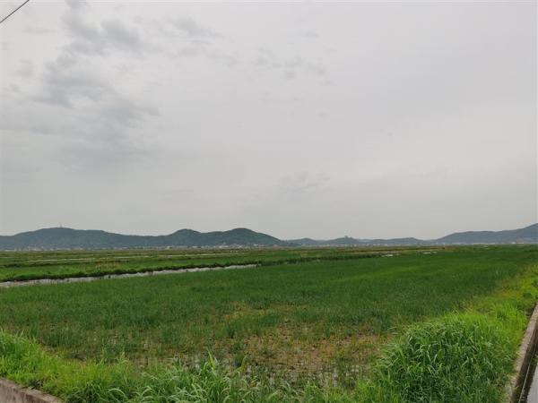 袁隆平团队重视的“海水稻”浙江就有，大米口感没优势产量也不高，但非常厉害