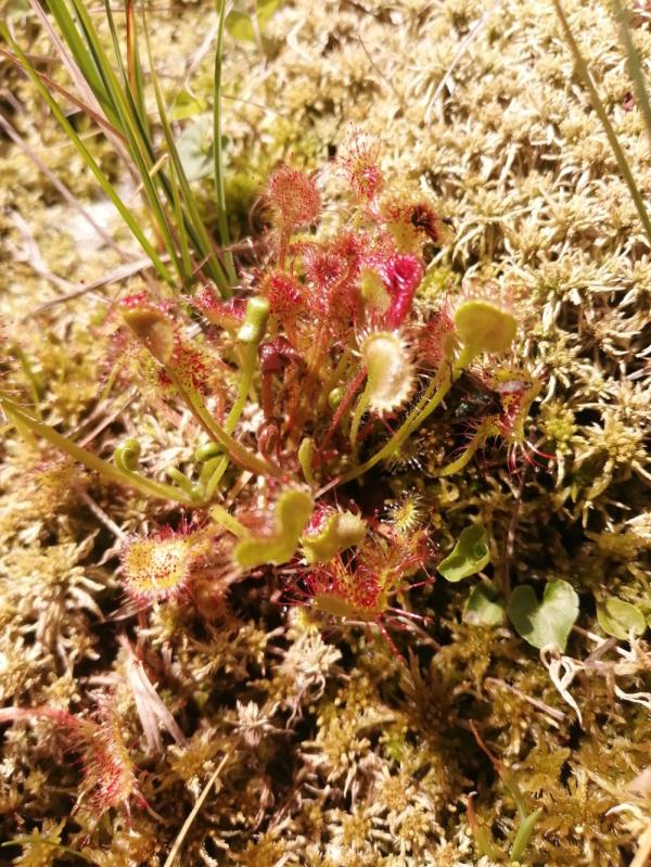 蒼蠅、蛾類、蜻蜓……這個“吃蟲”植物“胃口”有點大