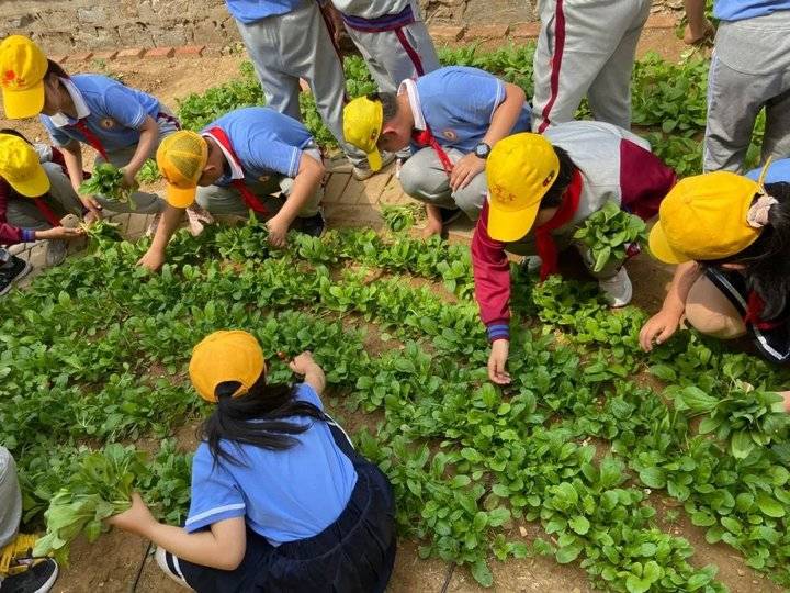 威海普陀路小学怎么样?“小油菜实践课”有滋有味(图10)