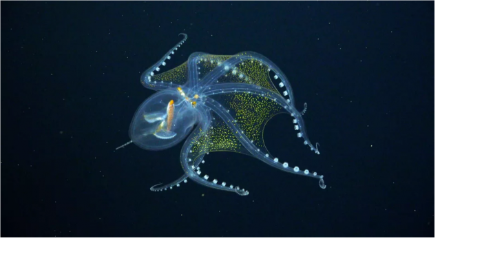 研究人员在菲尼克斯群岛海下发现罕见透明章鱼-第1张图片-IT新视野