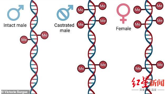 �о��״η��֣������˸��DNA˥�ϸ����������ӳ�60% Ϊ̽�����Կ�˥�ϻ�����·