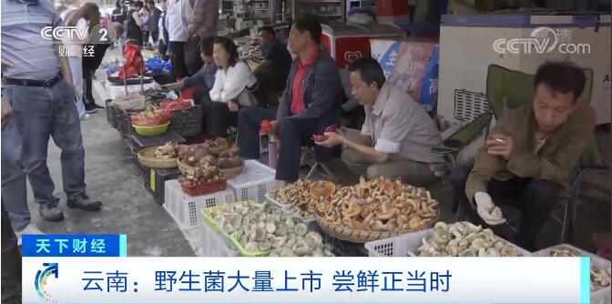 “虽然它有毒，但很鲜美”论云南人对野生菌能有多执着