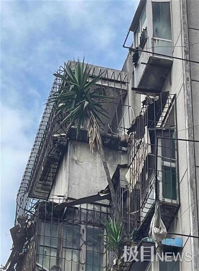 武汉一房屋空置6年，阳台上竟长出2棵大树