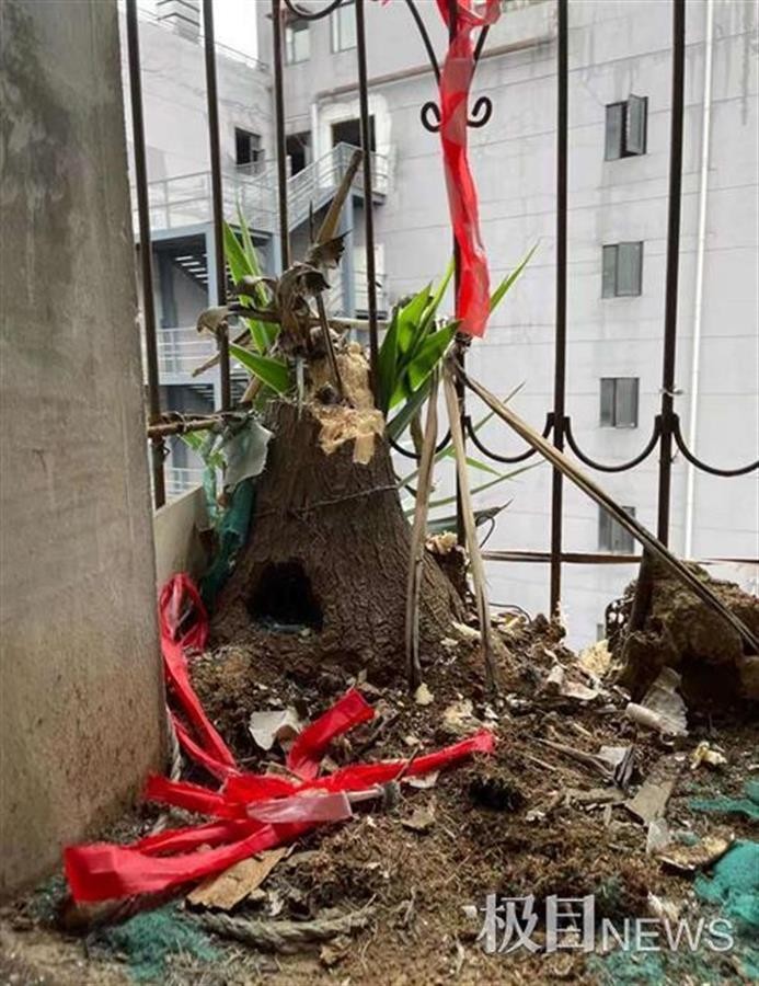 武汉一房屋空置6年，阳台上竟长出2棵大树