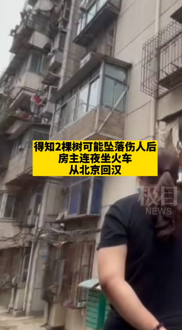 离家六年阳台长出两棵大树，男子连夜坐火车回家清理！直呼“没想到”