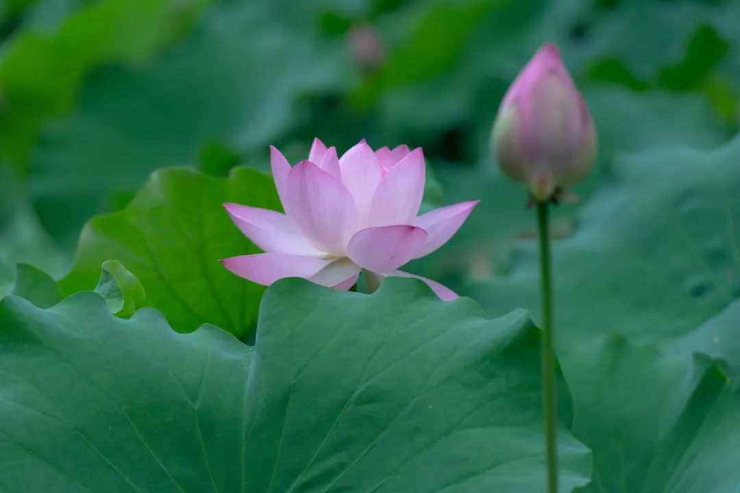 荷花一般几点开 荷花在农历几月开放(图2)