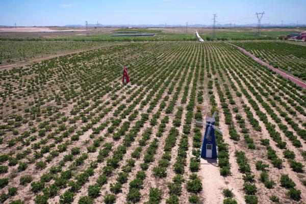 新华社记者 杨植森 摄↑宁夏吴忠市同心县下马关镇南安村闽宁协作菌菇