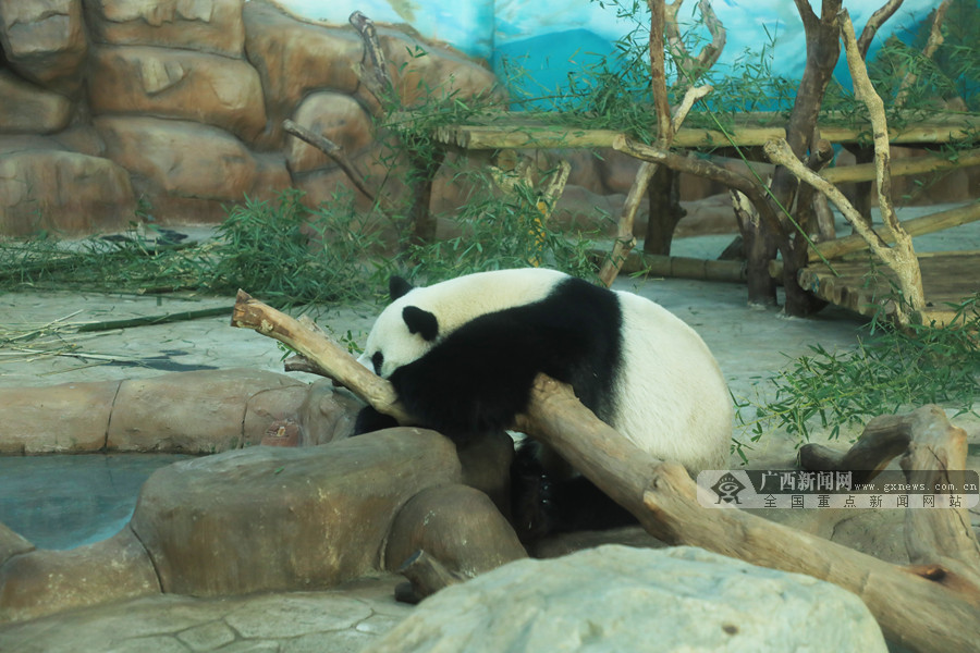 不懼 烤驗 快看 這些小動物們消暑度夏有 涼方 廣西新聞網 Mdeditor