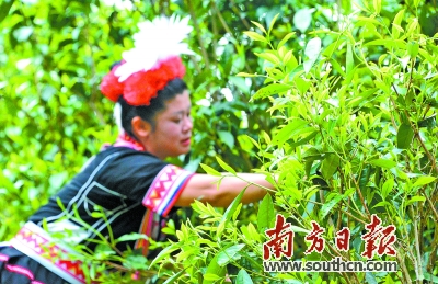 连南大叶茶成国家地标产品