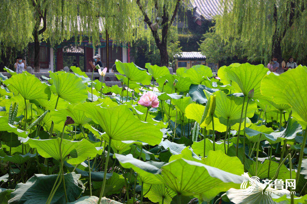 并蒂莲再现济南大明湖畔“护花使者”细心看守