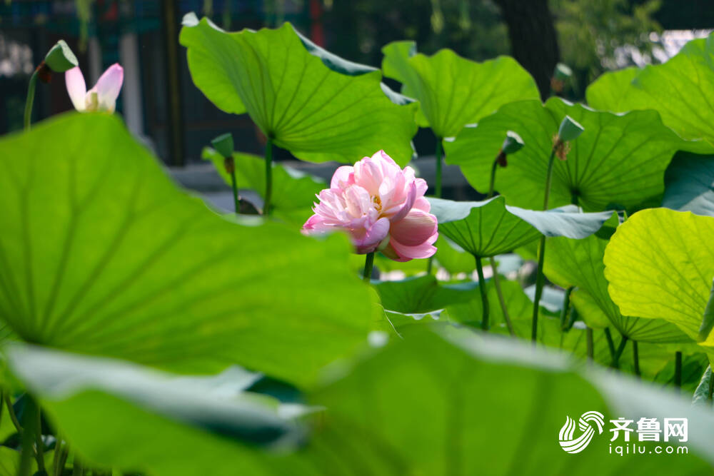 并蒂莲再现济南大明湖畔“护花使者”细心看守