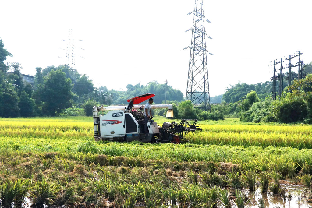 泸州市纳溪区：疫情防控不松手 收割水稻不负时
