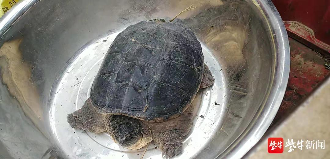 菜农捉到鳄龟在菜场卖 市民以为保护动物报警确认
