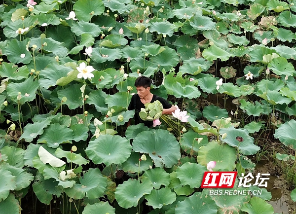 藕花深處里的生意經(jīng)！這個小伙找到了池塘里的致富密碼