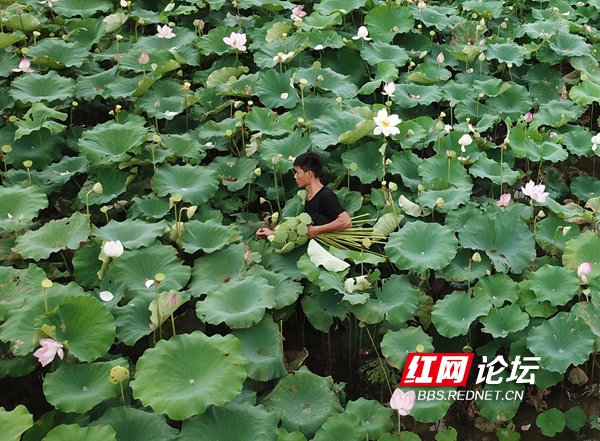 藕花深處里的生意經(jīng)！這個小伙找到了池塘里的致富密碼