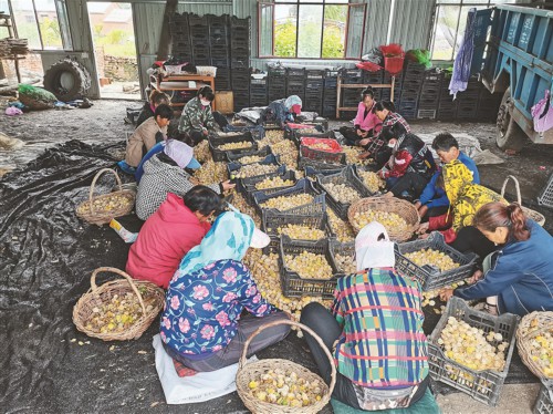 黄菇娘变身致富“金豆子”
