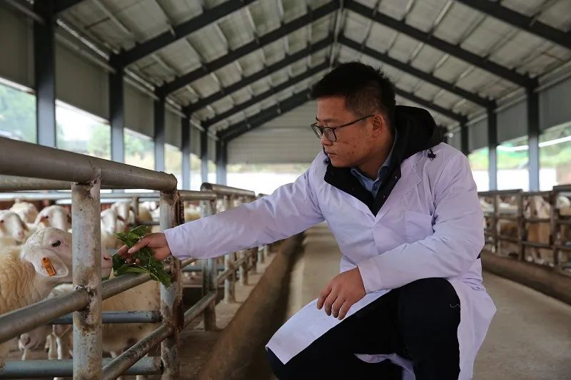 山中青年第二季&middot;百年青春｜助力西部乡村振兴的东部&ldquo;羊倌&rdquo;