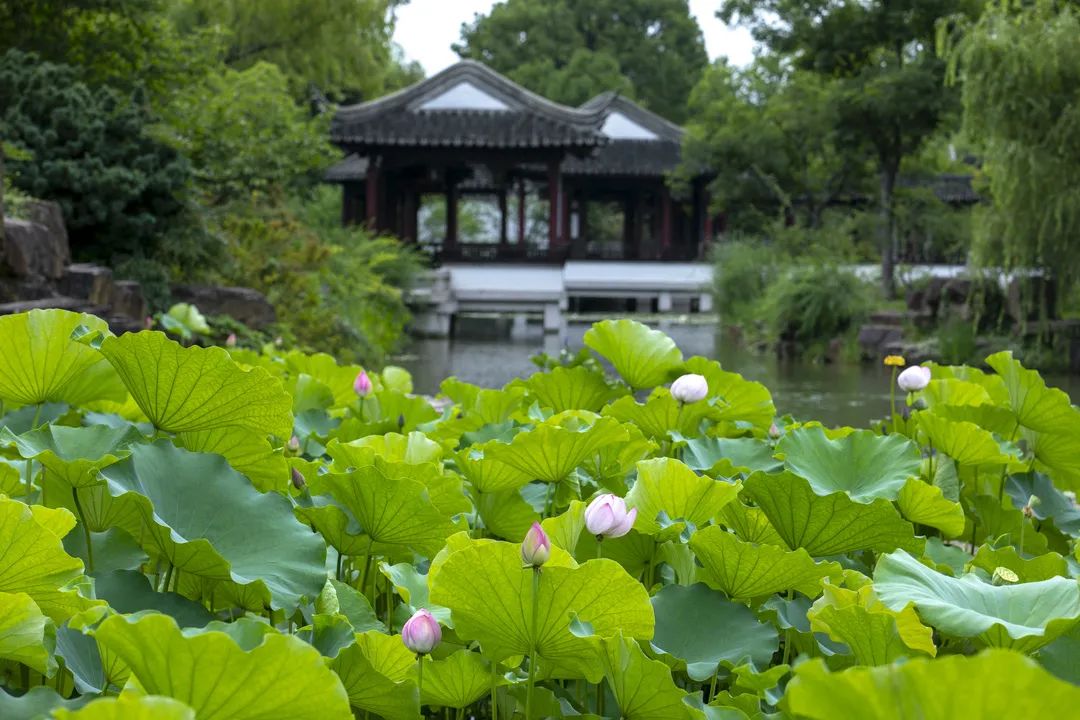 運河十景 | 斜而不倒，屹立千年，走進吳中第一名勝