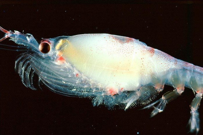 研究表明气候条件对南极磷虾的繁殖成功有着显著影响