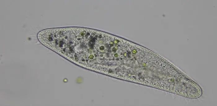 博物志 | “沒有腦子”的單細(xì)胞生物可能比你想象中更“聰明”