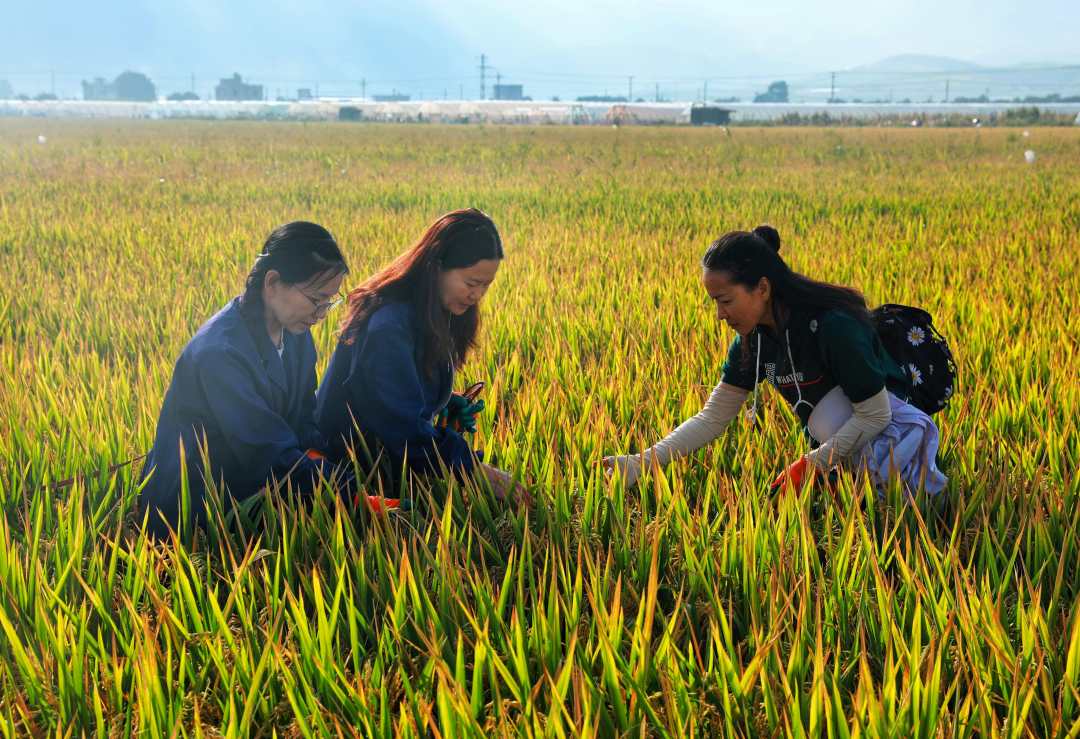 袁隆平超級稻蒙自基地連續(xù)四年畝產超1100千克