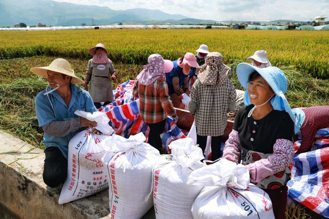 袁隆平超级稻蒙自基地连续四年亩产超1100千克